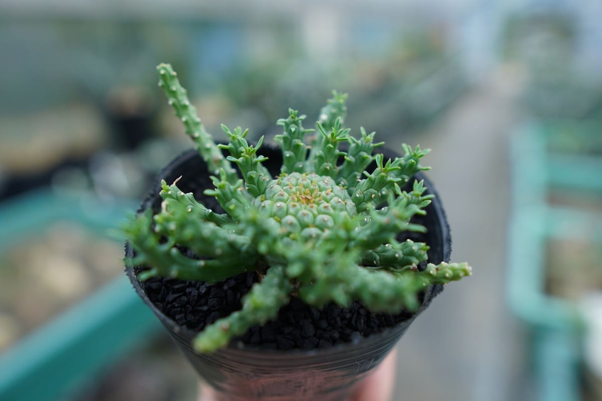 ユーフォルビア ゴルゴニス Euphorbia gorgonis No.1 | mana's