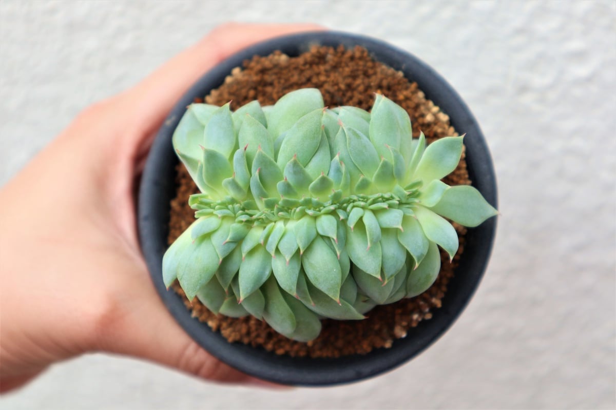 多肉植物　エケベリア　Majesta マジェスタ綴化 多肉植物 エケベリア Majesta マジェスタ綴化