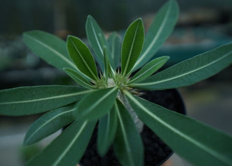 パキポディウム　恵比寿大黒　Pachypodium Densicaule　No.2