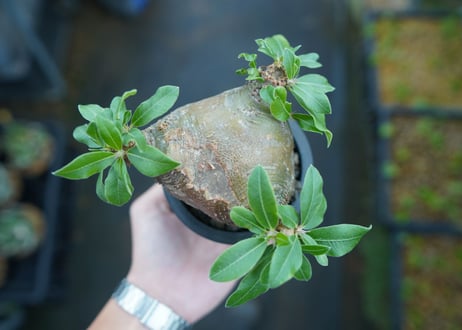パキポディウム　マカイエンセ　Pachypodium makayense No.3