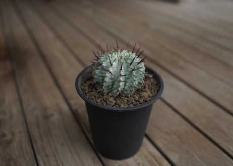 ユーフォルビア　ホリダ　Euphorbia horrida