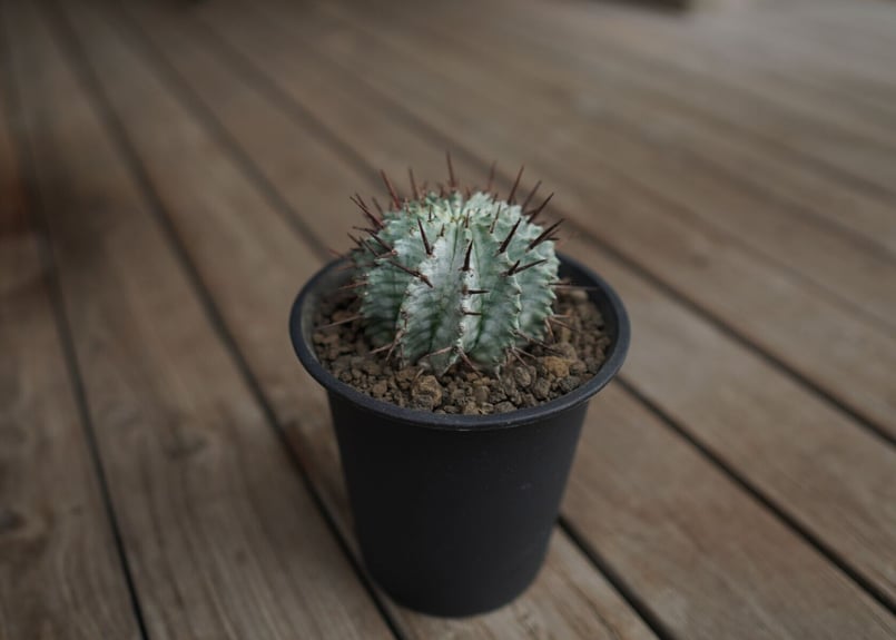 ユーフォルビア ホリダ Euphorbia horrida | mana's farm:塊根植