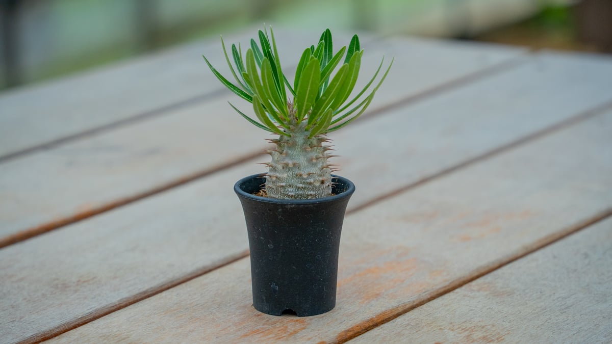 パキポディウム グラキリス × デンシフローラム NO.1 | mana's farm:塊