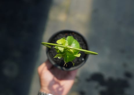 亀甲竜　Dioscorea elephantipes No.4