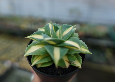 アガベ　王妃雷神錦　黄中斑　Agave　“Ohi Raijin Nishiki Kinakahu”