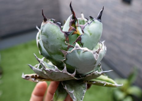 Agave B&B  №2