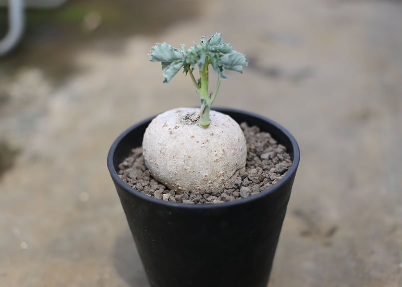 ヤトロファ ベルランディエリ 錦珊瑚 | mana's farm:塊根植物・アガベ