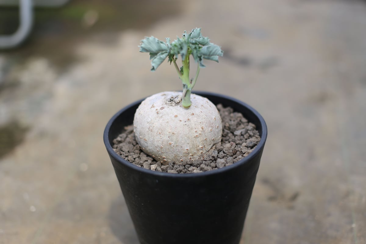 ヤトロファ ベルランディエリ 錦珊瑚 | mana's farm:塊根植物・アガベ