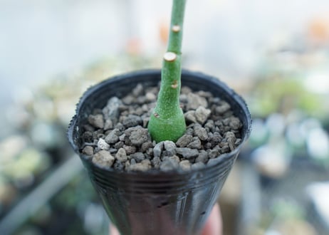 アデニア　グラウカ　Adenia Glauca　No.4