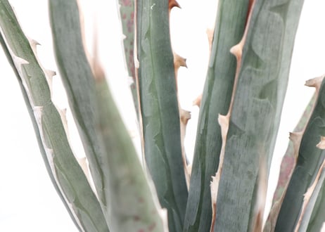 Agave difformis Swordish