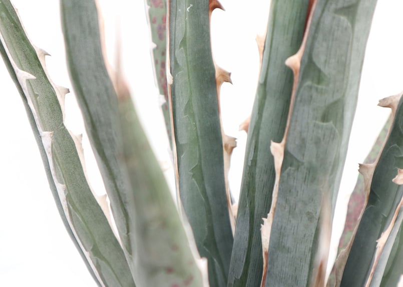 Agave difformis Swordish | mana's farm:塊根植物・アガベ