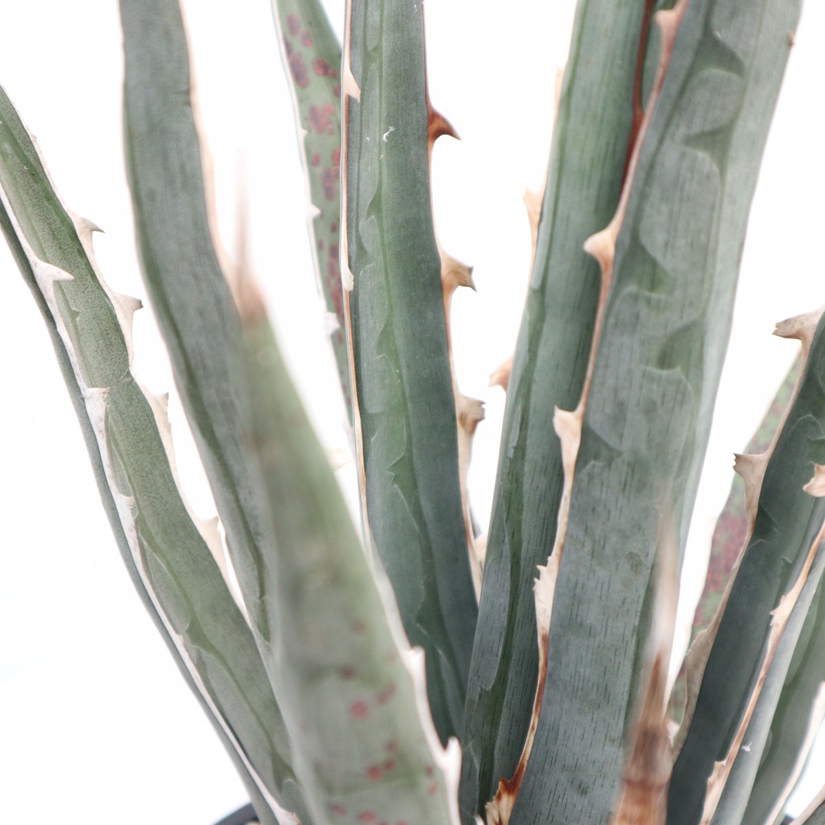 Agave difformis Swordish | mana's farm:塊根植物・アガベ