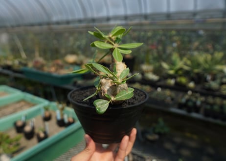 パキポディウム マカイエンセ　Pachypodium makayense　No.4
