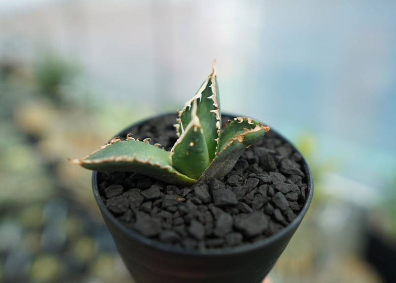 アガベ チタノタ 浪人　agave 大株　鉢のまま発送　最終値下げ価格 アガベ チタノタ 浪人