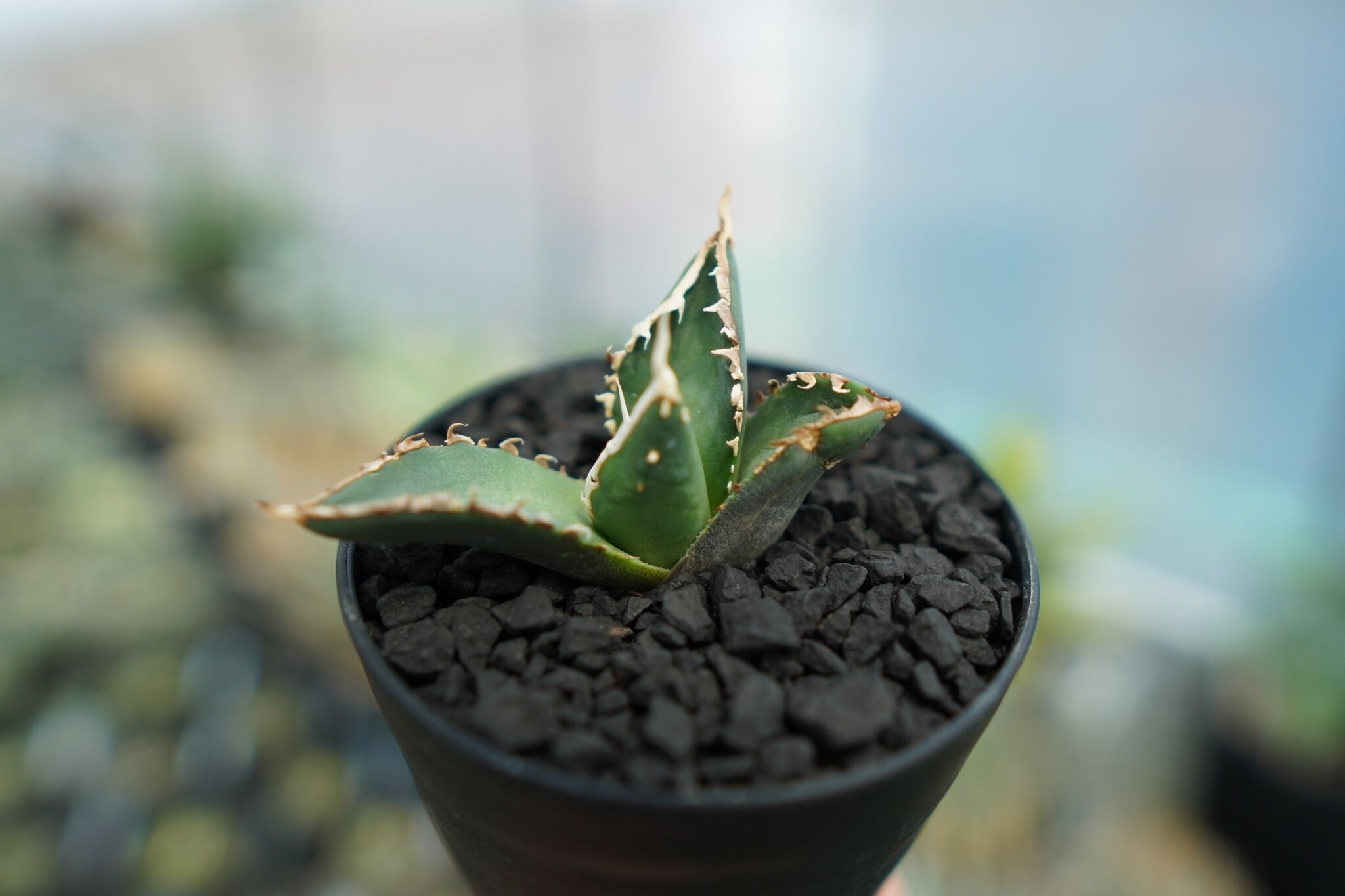 アガベ　チタノタ　狼人　親株 アガベ チタノタ 狼人 agave titanota 
