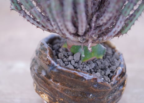 ユーフォルビア　アエルギノーサ　Euphorbia 　aeruginosa