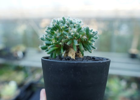 トリコディアデマ　デンサム　Trichodiadema densum  No.2