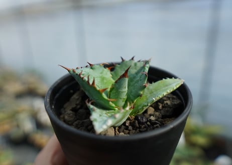 アガベ　チタノタ　ブルー　agave titanota Blue 　No.2