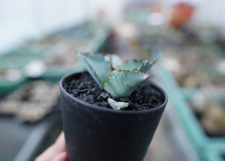 アガベ　チタノタ　 ブラックアンドブルー 　Agave titanota black and blue　No.12
