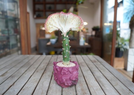 ユーフォルビア　ラクテア　　Euphorbia lactea