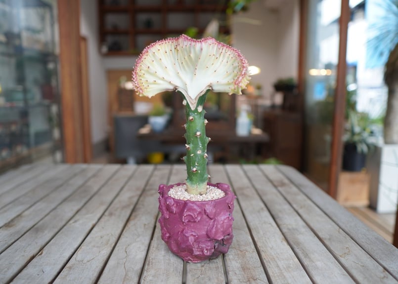 ユーフォルビア ラクテア Euphorbia lactea | mana's farm:塊根