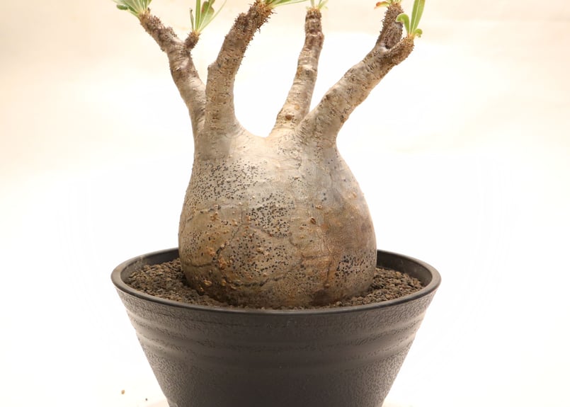 パキポディウム グラキリス no.56 | mana's farm:塊根植物・アガベ