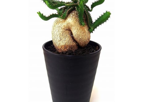 ユーフォルビア ステラータ 飛竜  Euphorbia stellata  №2