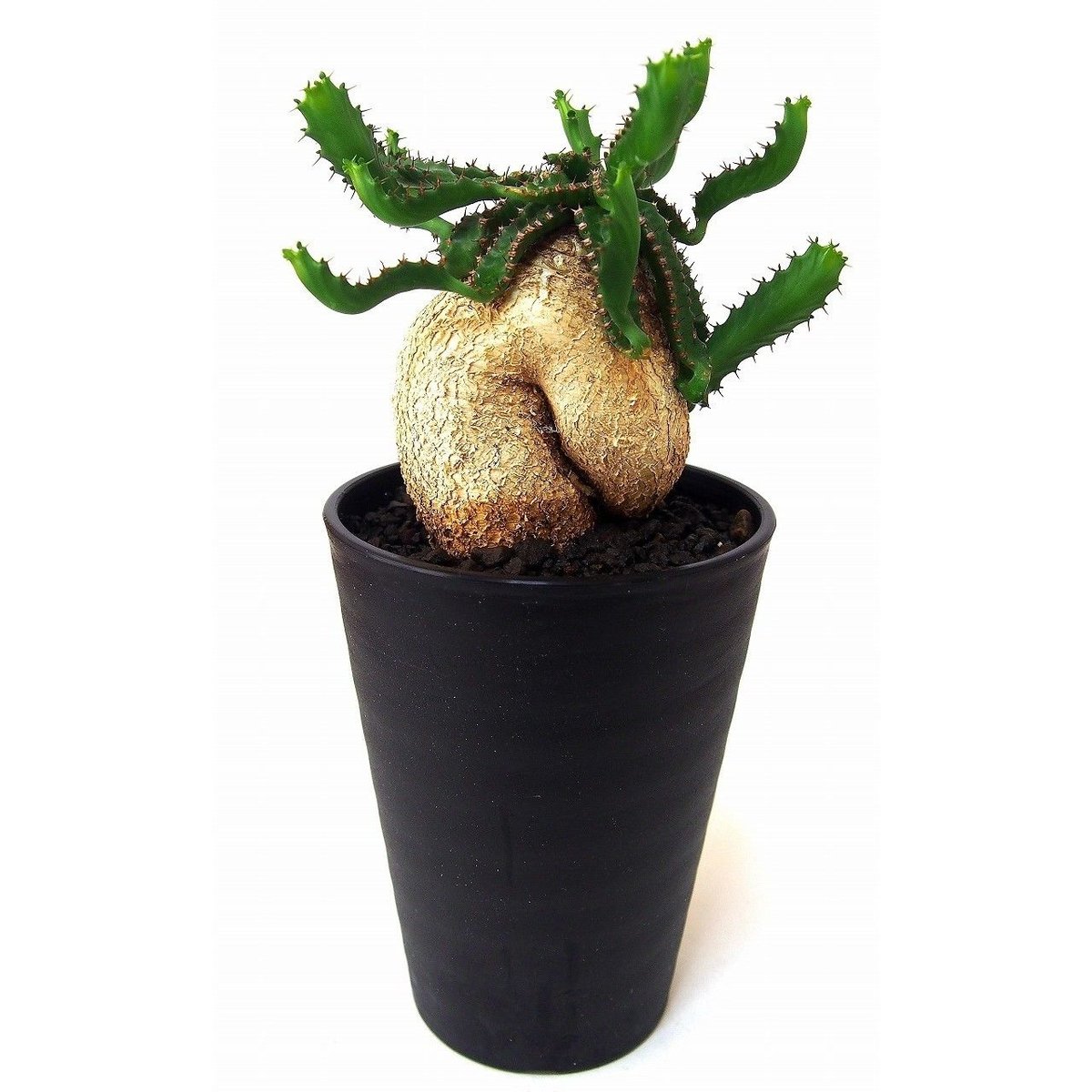 ユーフォルビア ステラータ 飛竜 Euphorbia stellata №2 | mana