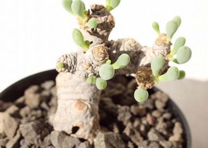 オトンナ クラビフォリア Othonna clavifolia | mana's farm: