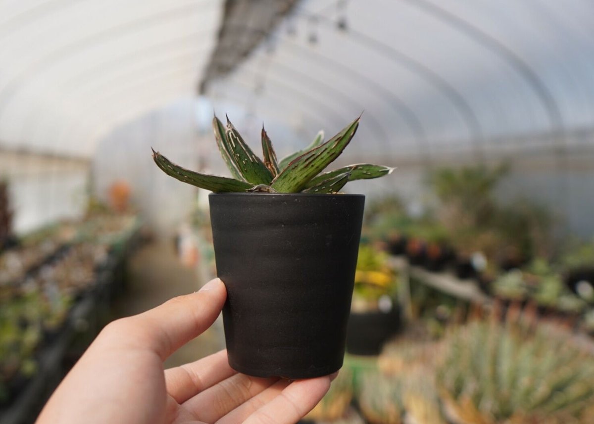 アガベ ニッケルシー NO.1 | mana's farm:塊根植物・アガベ・ドライ