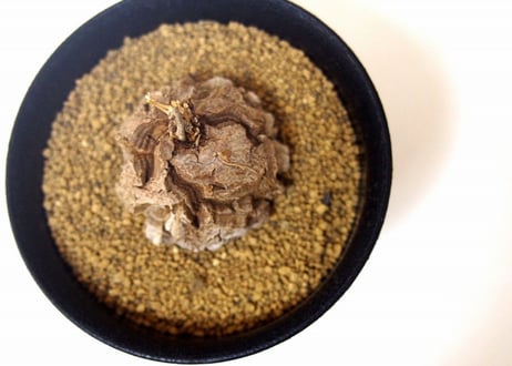 亀甲竜 ディオスコレア エレファンティペス  dioscorea elephantipes