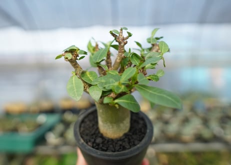 アデニウム　Adenium　No.10