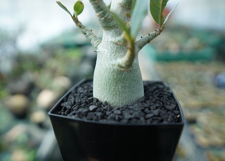 アデニウム　Adenium　No.10