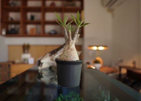 パキポディウム　グラキリス　 Pachypodium Gracilius