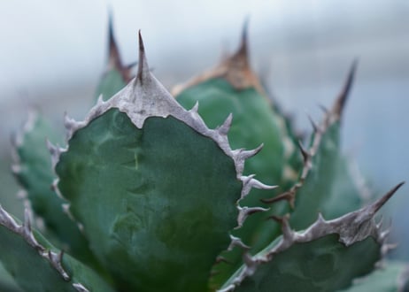 Agave Sowing seeds D 特大