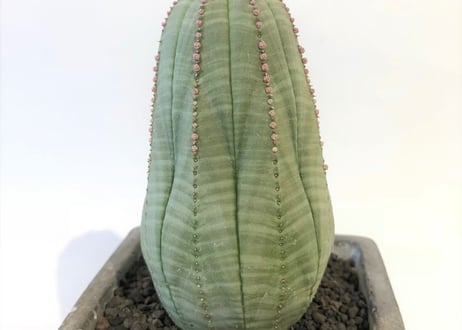 ユーフォルビア　シンメトリカ　仔吹き