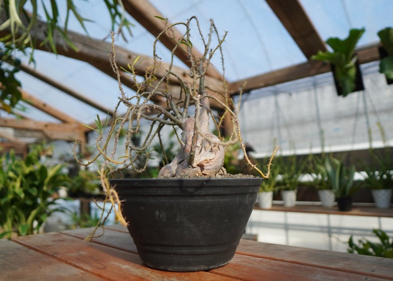 パキポディウムサキュレンタム　抜き苗発送 パキポディウムサキュレンタム