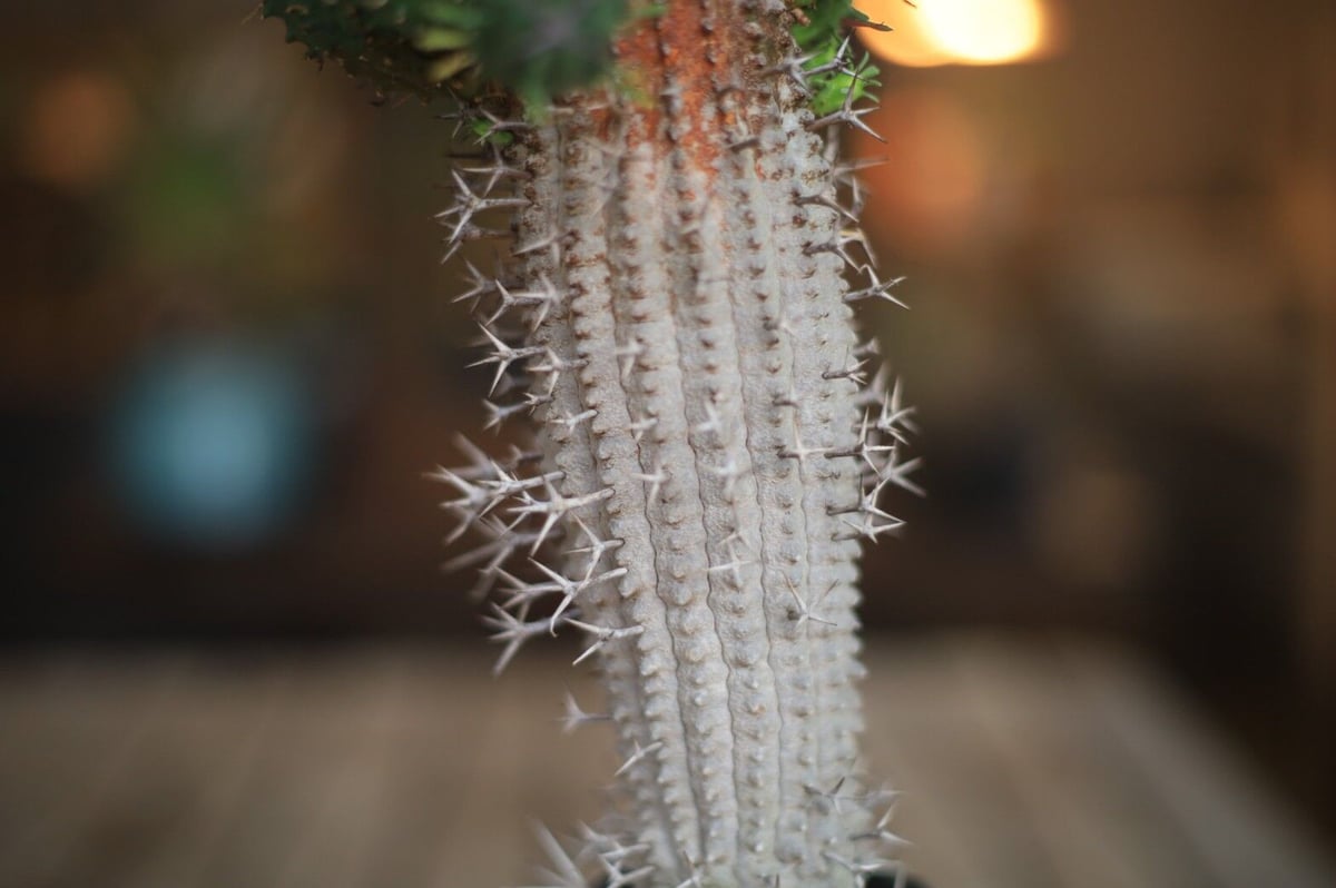 群星冠 Euphorbia stellispina | mana's green:塊根植物販売 群星冠 Euphorbia stellispina | mana's green:塊根植物販売
