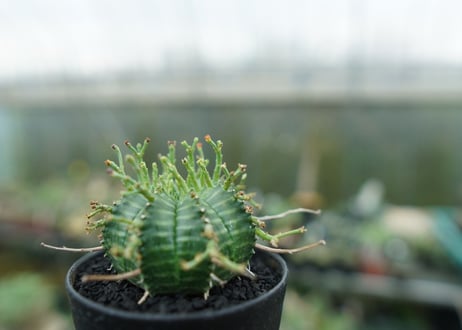 ユーフォルビア　バリダ　Euphorbia valida　No.3