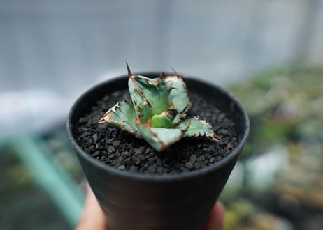 アガベ　チタノタ　 ブラックアンドブルー 　Agave titanota black and blue　No.1