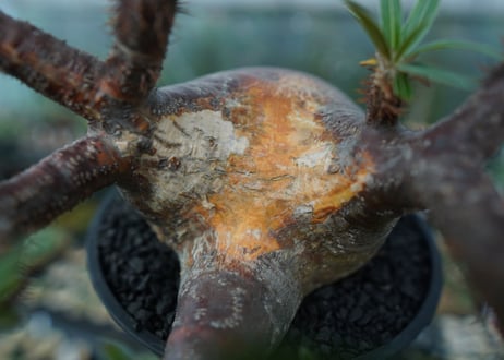 パキポディウム　グラキリス　Pachypodium gracilius　No.1