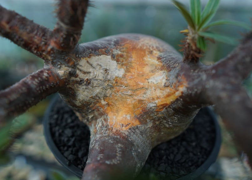 パキポディウム グラキリス Pachypodium gracilius No.1 | mana