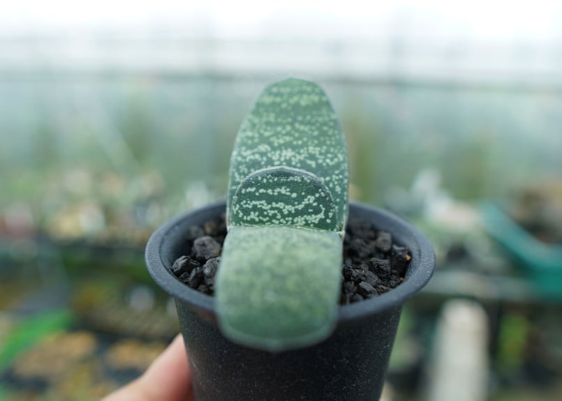 ガステリア エクセルサ Gasteria excelsa | mana's farm:塊根植物