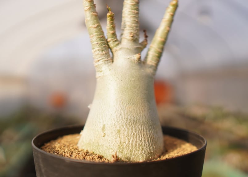 アデニウム アラビカム NO.8 | mana's farm:塊根植物・アガベ・ドライ