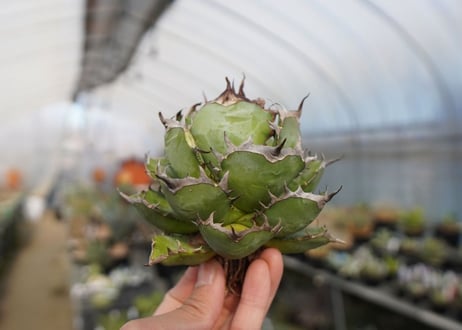 agave titanota  迦梨女神　'Goddess Kali'