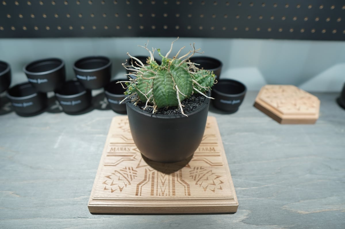 ユーフォルビア スーパーバリダ | mana's farm:塊根植物・アガベ