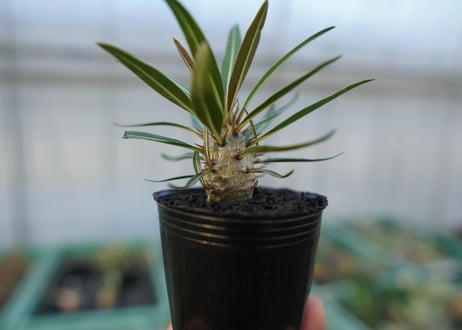 パキポディウム　グラキリス　 Pachypodium Gracilius  No.1