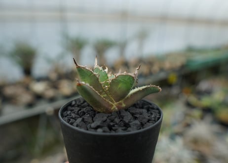 アガベ　チタノタ　FO-76　agave titanota FO-76 No.2