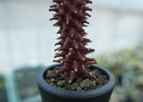 ユーフォルビア　モナデニウム　シューベイ　Euphorbia monadenium schubei