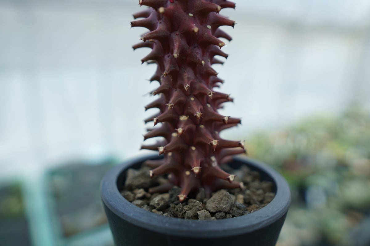 ミューア 邪気嫉妬対応 ペンダント